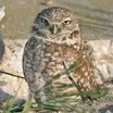Burrowing Owl